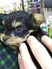 Looking for a Yorkie in Hong Kong-andrea-shiraz-4-weeks-3-.jpg