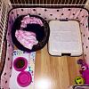 Potty pad training poll for fun!-puppy-pen.jpg