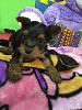 Brought our  first little one home today! Nervous new Yorkie baby Dad...-12506600_10206436405923062_331604526_n.jpg