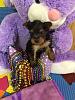 Brought our  first little one home today! Nervous new Yorkie baby Dad...-12476013_10206436406323072_134563519_n.jpg