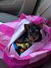 Brought our  first little one home today! Nervous new Yorkie baby Dad...-12552633_10153115429462563_7101047150488970537_n.jpg