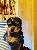Yorkie Ear Question for my boy Toby-tobynew.jpg