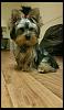 Rainbow Yorkie lol-rps20160123_205756.jpg