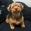 Yorkie Cuts??!!!.....-cutie.jpg