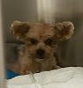 Gizmo's Coming Home!!!!-2016021095191041-1.jpg