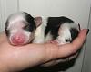 The process of picking a puppy-received_1190672524277988.jpeg
