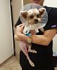 Gizmo's Coming Home!!!!-gizmo-021116.jpg