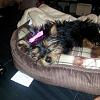 New Yorkie Mommy and Newbie-bella-2.jpg