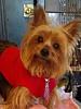 Clothes for Yorkies-yf-toocute.jpg