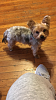 Does my yorkie look purebred?-image.png