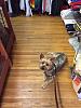 Where do you take your dog?-store.jpg