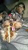 any newer yorkie parents dealt with relentless biting?-20160309_100540-600x1066.jpg