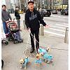 Howie Mandel and his yorkies-260423_979126748847225_810528977245659772_n.jpg