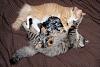 Yorkies and kittens?-1.jpg