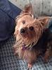 what kind of coat does my fur-baby have?-yf-awwtie.jpg