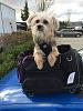 Anyone ride with your Yorkie on a Motorcycle?-img_5901.jpg