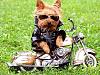 Anyone ride with your Yorkie on a Motorcycle?-biker-yorkie.jpg