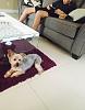 Why is my yorkie salivating after bringing home a new puppy?-image.jpeg