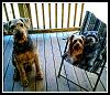 Yorkies and bassetts-2016-10-1-09-14-13qwe.jpg