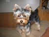 New member, new Yorkie!-img_3262.jpg