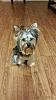 My Yorkie's Colors-rps20160426_143414.jpg