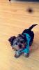 New Yorkie .. Owner 💙 ....-image.jpeg