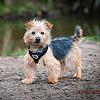 7 month old Yorkie .-img_20160502_114932.jpg