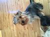 7 month old Yorkie .-image.jpeg