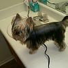 My Yorkie's Hair is Super Thin-rps20160527_224710.jpg