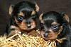 Darker ring around muzzle-yorkie_puppies.jpg