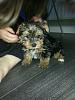 New puppy, colours different?-20160223_172712-480x640.jpg