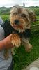 Does my new yorkie look purebred :/-snapchat-4082129878911176543_resized.jpg