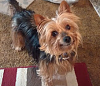 Yorkie hair-yf-whlslf-dif.png
