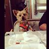 Camping with Yorkies and Other Pets-10393716_10154287039925319_6319321802665134761_n.jpg