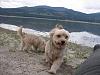 Camping with Yorkies and Other Pets-2016-05-12-042.jpg