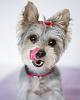 My yorkie's hair color is changing to white!!-lu2.jpg