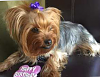 new yorkie mom-momyorkie.png