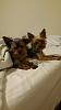 Puppies not getting along... feedback please...-20160708_090036-resize.jpg