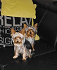 Tiny parents of puppy-20160713_040510-217544-.png