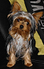 Tiny parents of puppy-20160713_040550-217546-.png