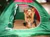 Camping for Yorkies!-pup-tent1.jpg