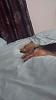 Is Bobbie a crossbreed?-received_288399258186629.jpeg