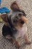Update and anyone with yorkie betw 3-5lbs adult size?-img_0754.jpg
