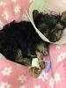 Update and anyone with yorkie betw 3-5lbs adult size?-nessa-1-.jpg