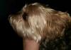Coat type and grooming-94e32ef4-60b1-41a6-a69c-1e182504c8cd_zpscpb9fcpu.jpg