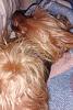 What kind of bed does your yorkie love the most?-yf-zzzzz.jpg