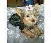 Does anyone know if this is a Morkie?-image.jpeg