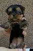 Yorkie puppy advice - appearance and weight-img-20160810-wa0000.jpg