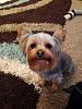 What kind of yorkie is my Addie?-received_10206585405703274-480x640.jpeg