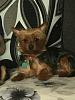 What kind of yorkie is my Addie?-received_10206585402543195-480x640.jpeg